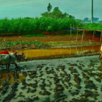 লালমনিরহাটে তীব্র শীতে বোরো চাষে ব্যস্ত সময় পার করছে কৃষকেরা!