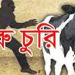 চৌগাছায় কৃষকের হালেরগরুসহ ৩ গরু চুরি