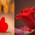 যে কারণে ভালোবাসার প্রতীক গোলাপ