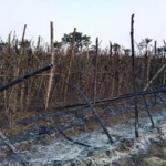 চৌগাছায় আগুনে পুড়েছে পাঁচ কৃষকের পানের বরজ ও পটলক্ষেত