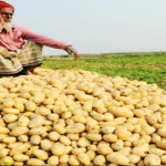  ১ কাপ চায়ের দামে‌ ১ কেজি আলু ৷