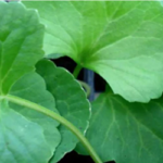 থানকুনি পাতার ১০ উপকারিতা