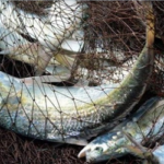 সামুদ্রিক জলসীমায় ৫৮ দিন ইলিশ ধরা নিষিদ্ধ