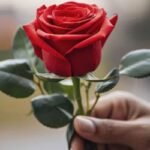 প্রিয়জনকে আজ গোলাপ উপহার দিয়েছেন তো?
