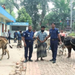 নওগাঁয় পুলিশের অভিযানে ১৩টি চোরাই গরু উদ্ধার