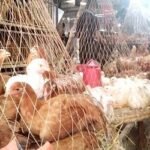 ঈদের আগে বাড়লো মুরগির দাম