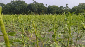 চৌগাছায় শিলাবৃষ্টিতে কৃষকের ফসলের ব্যাপক ক্ষতি