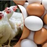 ডিম-মুরগির খামার বন্ধের ঘোষণা প্রত্যাহার