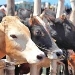 কুরবানির পশুর বয়স কত হতে হবে