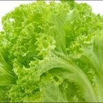 রূপচর্চায় লেটুস পাতা