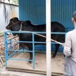 ‘লাইভ ওয়েটে’ কুরবানির পশু বিক্রি করা কি জায়েজ?