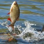 বাণিজ্যিকভাবে দেশি মাছ চাষ বাড়ছে