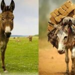 আজ বিশ্ব গাধা দিবস, ঠাট্টা নয়, এবার হোক সম্মান