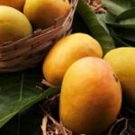 নিয়মিত আম খেলে কমবে হার্ট অ্যাটাকের ঝুঁকি