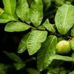 মার্কিনমুলুকে পেয়ারা পাতার চড়া দাম, কিন্তু কেন?
