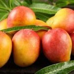 আম খেলে মানুষ মোটা হয়?