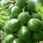 কাঁচা পেঁপের পুষ্টিগুণ