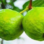 পেয়ারার পুষ্টিগুণ