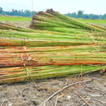 ‎বর্ষা মৌসুমেও পাট পচাঁনোর মতো নেই পর্যাপ্ত পানি, দুশ্চিন্তায় কৃষকরা