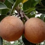 স্বাস্থ্য টিপস: সফেদার উপকারিতা