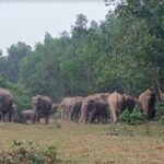 সীমান্তে বন্যহাতি রক্ষায় বনবিভাগের মাইকিং