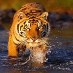 আজ বিশ্ব বাঘ দিবস..