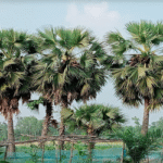 রংপুরে দুই লাখ তাল গাছ গেল কই