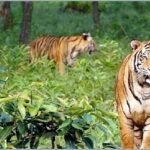 বিশ্ব বাঘ দিবস আজ