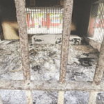 হদিস নেই ৭০০ কারাবন্দির