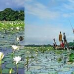 সালথায় সাদা শাপলার রূপে সেজেছে প্রকৃতি