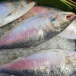 বাজারে পর্যাপ্ত ইলিশ, তবুও সংকট