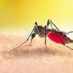 ডেঙ্গুতে আরও ৩ জনের মৃত্যু, হাসপাতালে ৪১২