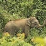 লোকালয়ে ঢুকে পড়ল বনের প্রাণী, জনমনে আতঙ্ক