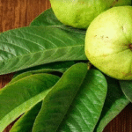 পেয়ারা পাতায় লুকিয়ে আছে অনেক ঔষধি গুনাগুন