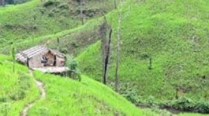 সবুজের আঁচলে পাহাড়ি জীবনের ভরসা জুম চাষ