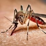 ডেঙ্গুতে আরও দুইজনের মৃত্যু, হাসপাতালে ভর্তি ৪৪৫