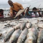 শর্তসাপেক্ষে ভারতে ইলিশ রফতানির সিদ্ধান্ত