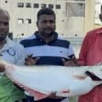 দ্মার এক ‘ঢাঁই মাছ’ ৫৯ হাজার টাকায় বিক্রি