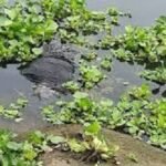 নদীতে ভাসছিল স্কুলশিক্ষিকার মরদেহ