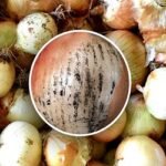 পেঁয়াজের কালো দাগে হতে পারে যে ক্ষতি