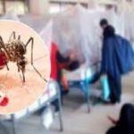 ডেঙ্গুতে আক্রান্ত হয়ে আরও ৫১০ জন হাসপাতালে