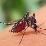 চলতি বছর ডেঙ্গুতে মৃত্যু ২০০