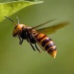 ভিমরুলের কামড়ে শিশুর মৃত্যু