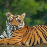 প্রাণীরা ভালো থাকলে ভালো থাকে পৃথিবী