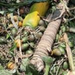 সুপারি চুরি নিয়ে প্রতিপক্ষের হামলায় কৃষক নিহত