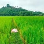 ধানক্ষেতের আইলে মরদেহ, পাশে পড়ে ছিল কলার ব্যাগ