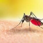 ডেঙ্গুতে আরও ৯ জনের মৃত্যু