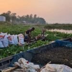 চলনবিলে নির্বিচারে শামুক নিধন, জীববৈচিত্র্য হুমকির মুখে