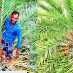 ফুটবল খেলা দেখতে খেজুর গাছের মাথায় দর্শক