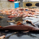 কসমেটিক পণ্যের চাপ: বিলুপ্তির পথে গভীর সমুদ্রের ‘হাঙর’